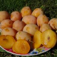 Саджанець Слива (тип Ренклод) Голден Дроп